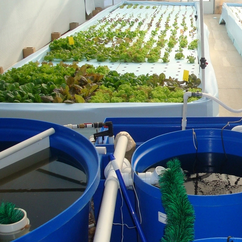 Aquaponics