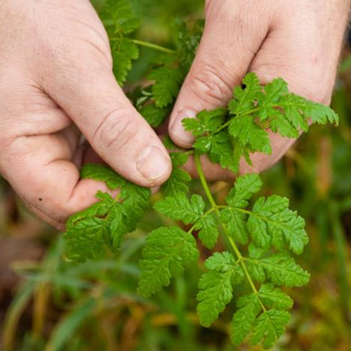 Wild Edibles Workshop